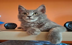 Maine Coon gatti in vendita: maine coon a Provincia di Vicenza - Immagine 2