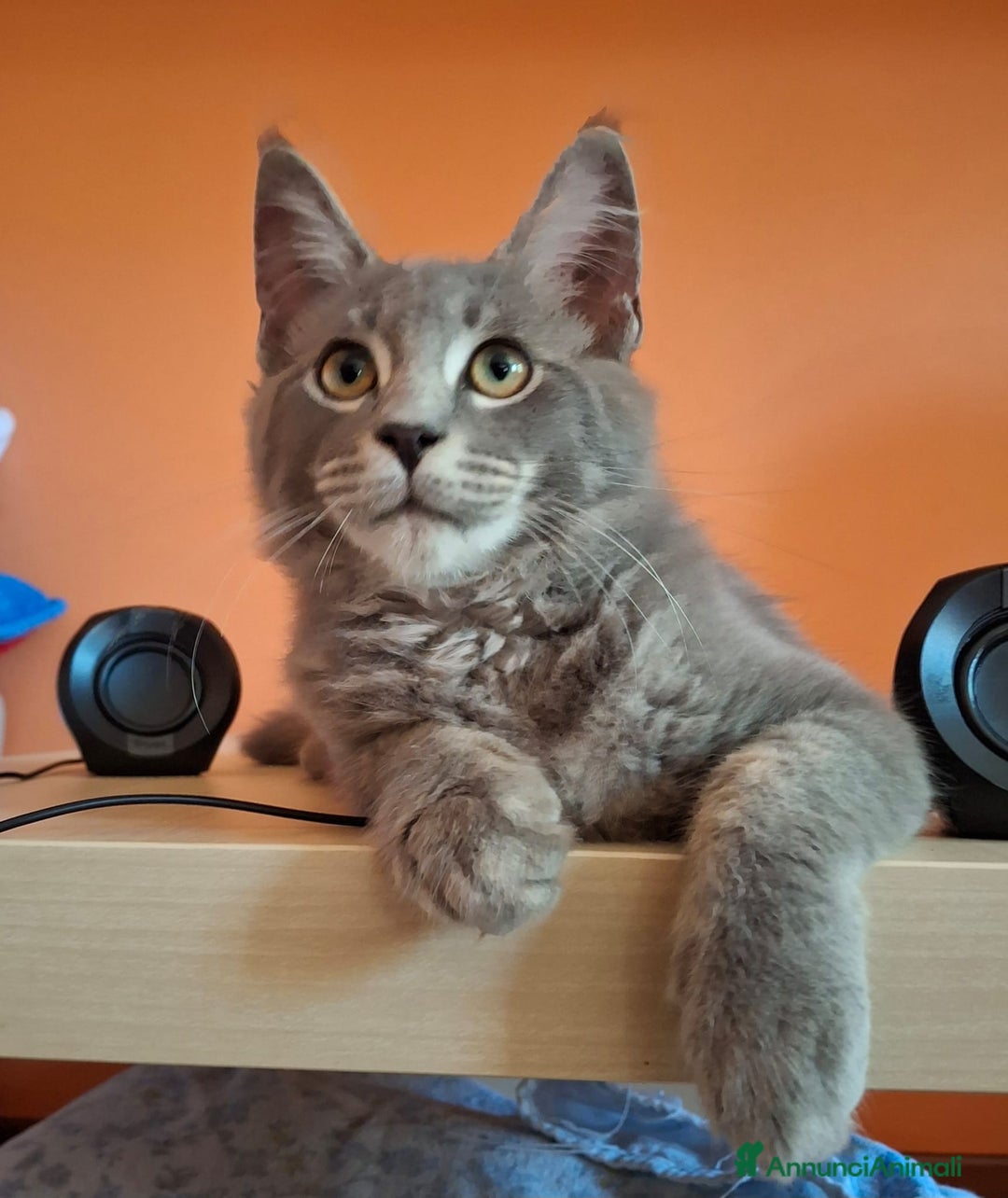 Maine Coon gatti in vendita: maine coon a Provincia di Vicenza - Immagine 2