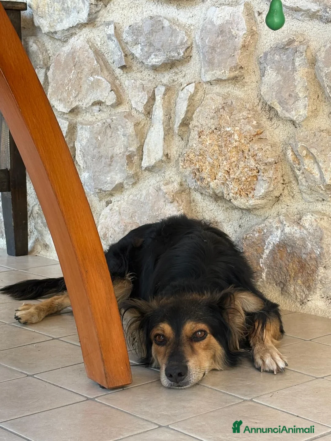 Meticcio cani in regalo: Cagnolino taglia media piccola  - Annuncio 2