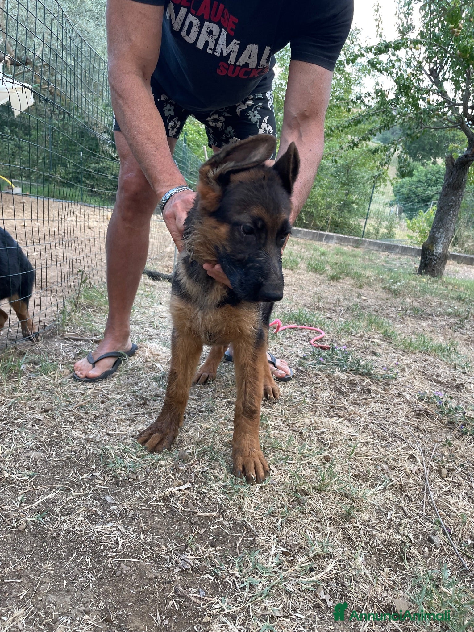 Pastore Tedesco cani Cuccioli da esposizione  - Annuncio 2