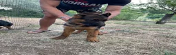 Pastore Tedesco cani in vendita: Cuccioli da esposizione  - Annuncio 2
