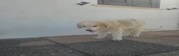 Meticcio cani in regalo: LILLO  - Annuncio 2