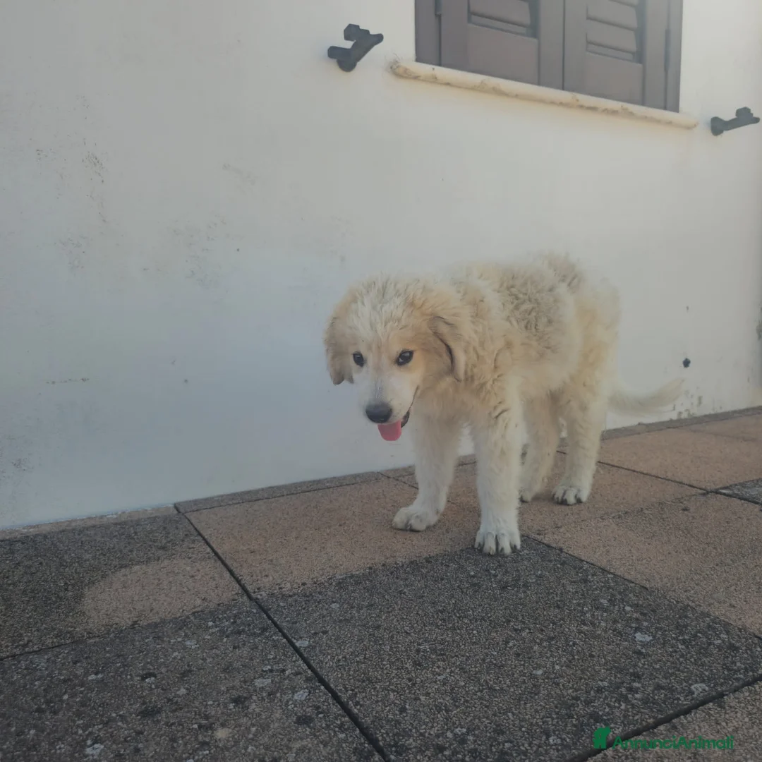 Meticcio cani in regalo: LILLO  - Annuncio 2
