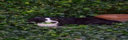 Border Collie cani per accoppiamento: Border Collie maschio con pedigree ENCI per monta a Provincia di Perugia - Annuncio 3