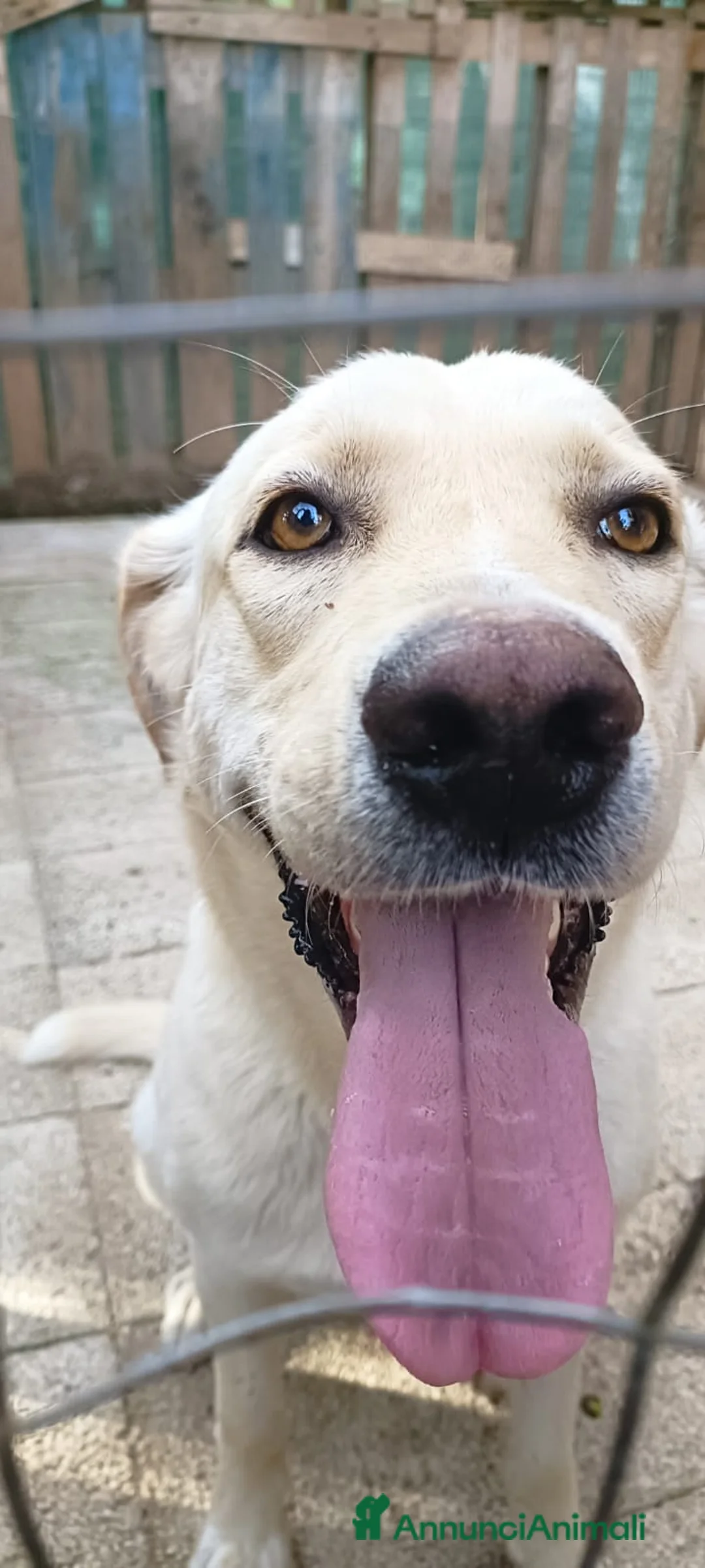 Meticcio cani in regalo: 2 anni circa, simil Labrador, 18 kg. dolce, buono - Annuncio 8