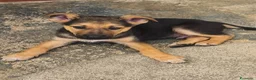 Meticcio cani in regalo: Koda è rimasto solo - Annuncio 7