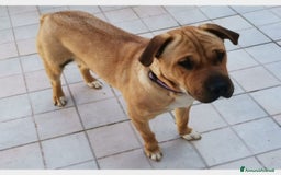 Shar Pei cani in regalo: Mix Sharpei 2anni color miele rimasta sola!SICILI a Milano - Immagine 1