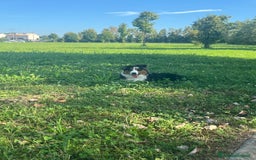 Australian Shepherd cani in vendita: Vendita pastore australiano  - Immagine 1