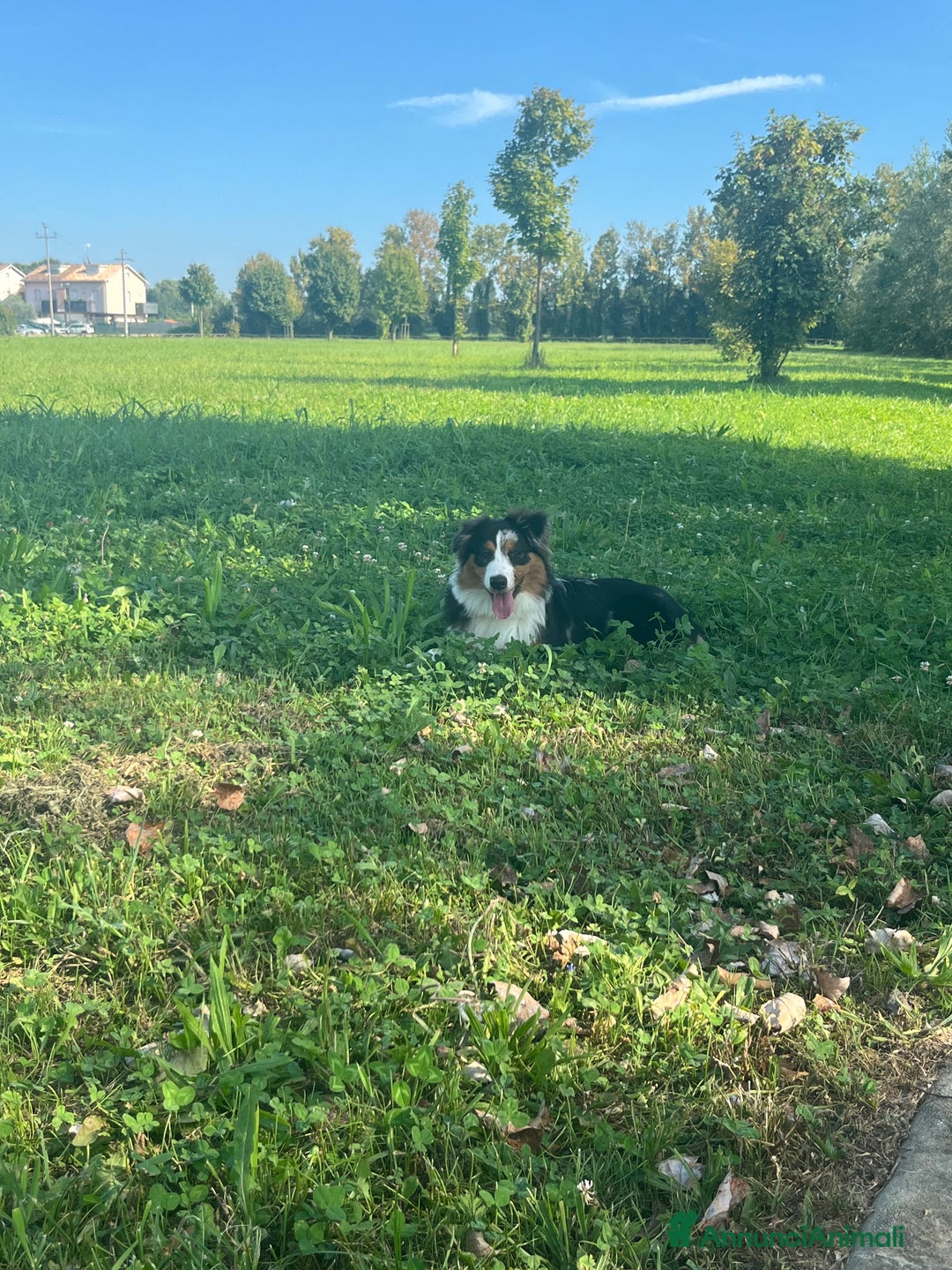 Australian Shepherd cani in vendita: Vendita pastore australiano  - Immagine 1
