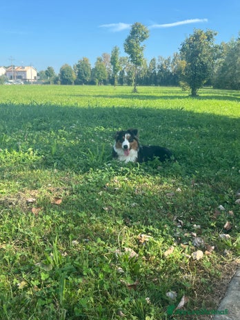 Australian Shepherd cani - Annuncio 6