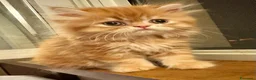 Persiano gatti in vendita: Persiano rosso vivace e coccolone - Annuncio 3