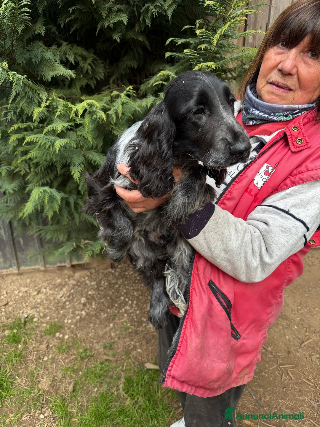 Cocker cani in vendita: Cuccioli di Cocker Spaniel  - Annuncio 6
