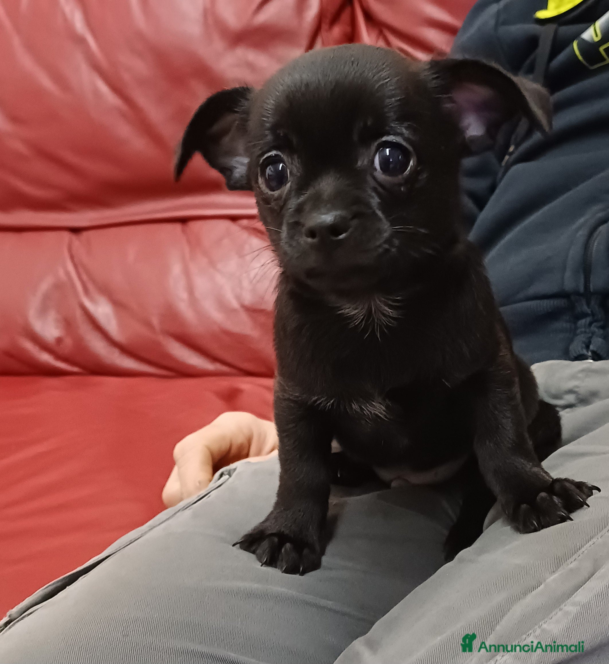 Chihuahua cani Chihuahua  - Annuncio 1