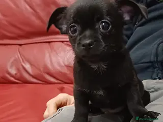 Chihuahua cani Chihuahua - Annuncio 7