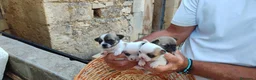 Chihuahua cani in vendita: Chihuahua toy a Libero consorzio comunale di Siracusa - Annuncio 7