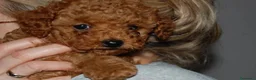 Barboncino Toy cani in vendita: Barboncino Toy rosso  a Città Metropolitana di Venezia - Annuncio 28