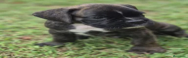 Boxer tigrato