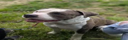 American Staffordshire cani in vendita: Disponibili due cuccioli Amstaff nati ad agosto  - Annuncio 2