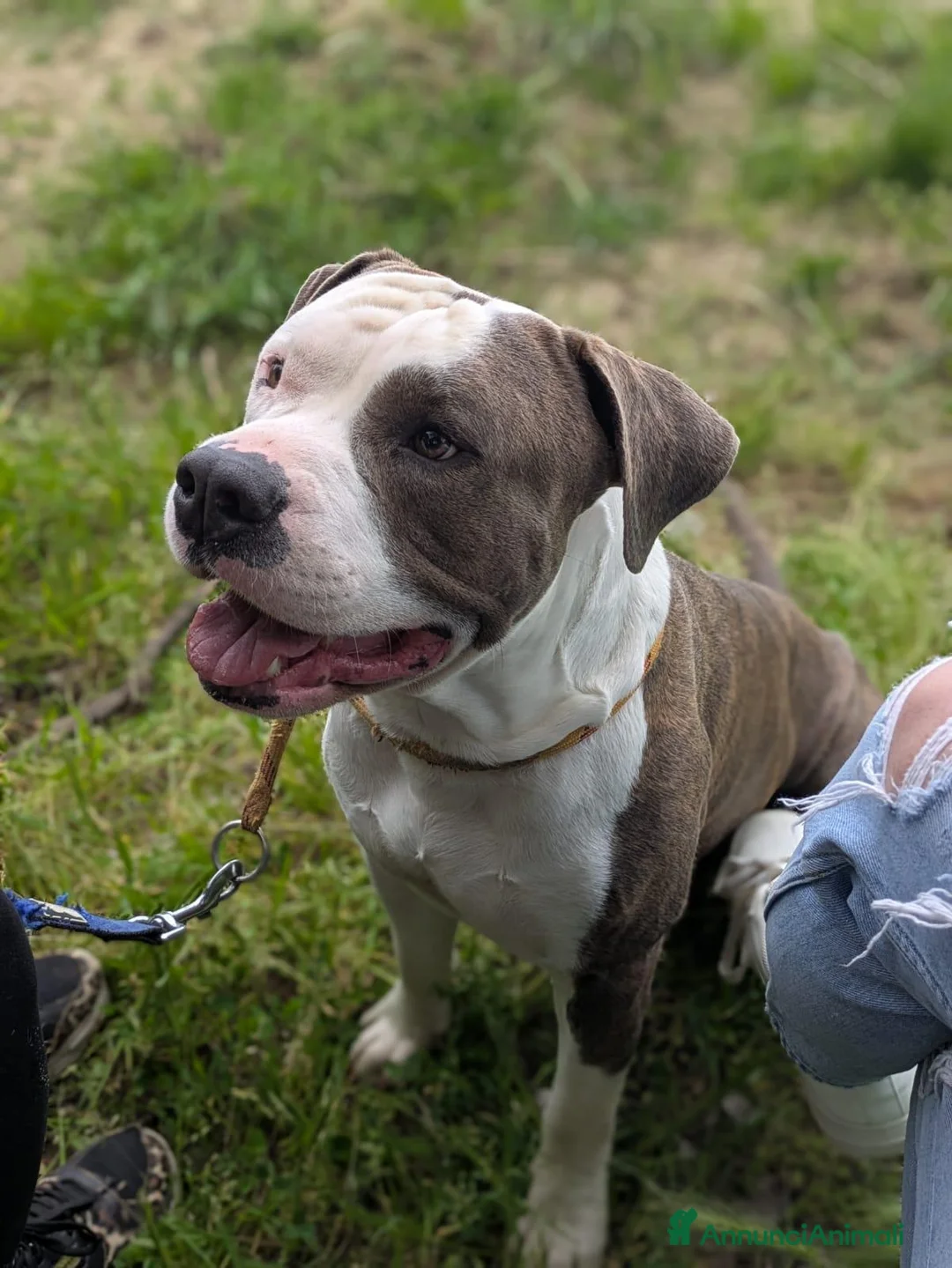 American Staffordshire cani in vendita: Disponibili due cuccioli Amstaff nati ad agosto  - Annuncio 2