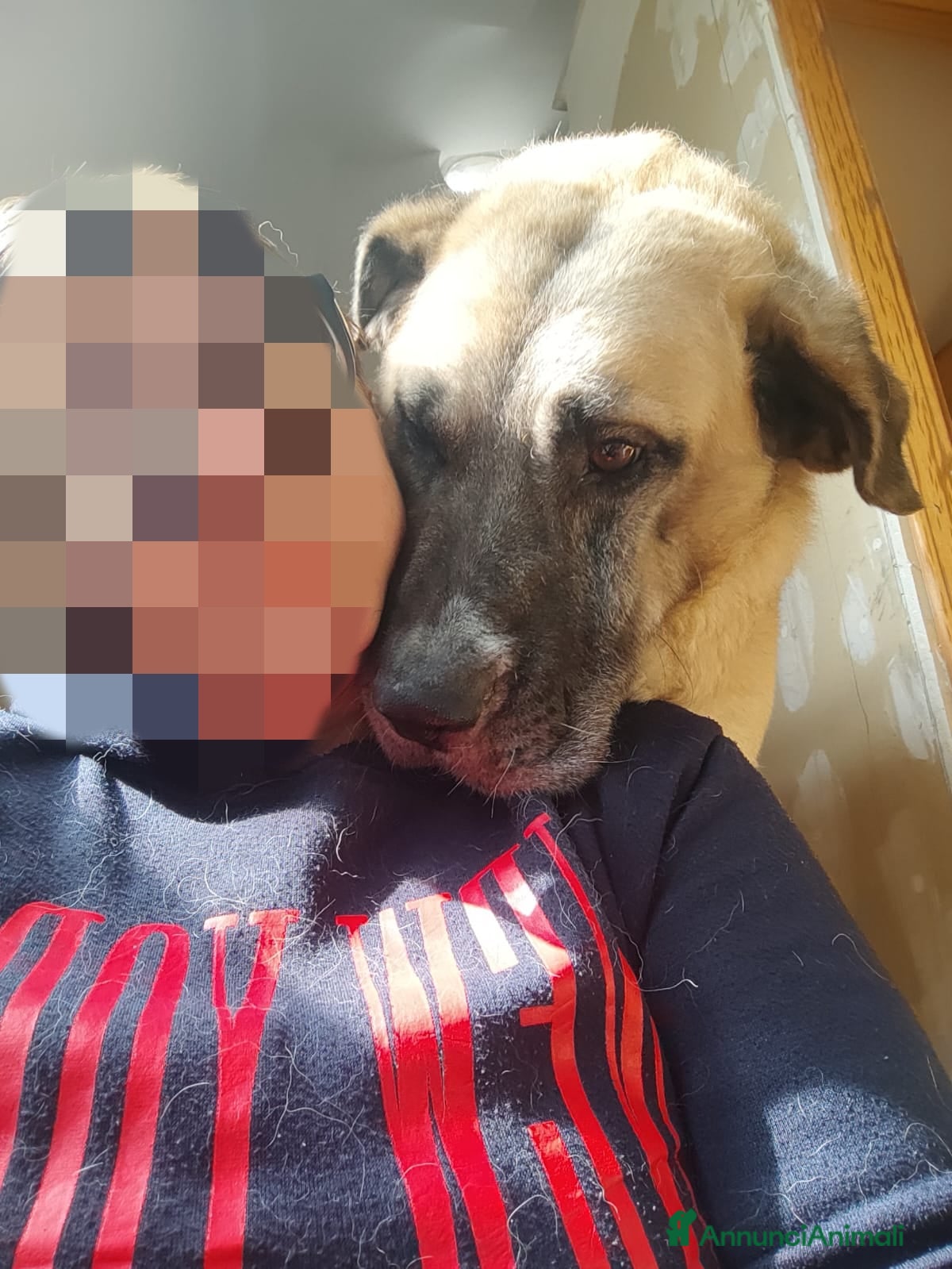 Meticcio cani Hulk: gigante buono educato e coccolone  - Annuncio 18