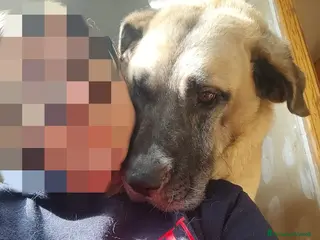Meticcio cani Hulk: gigante buono educato e coccolone - Annuncio 22