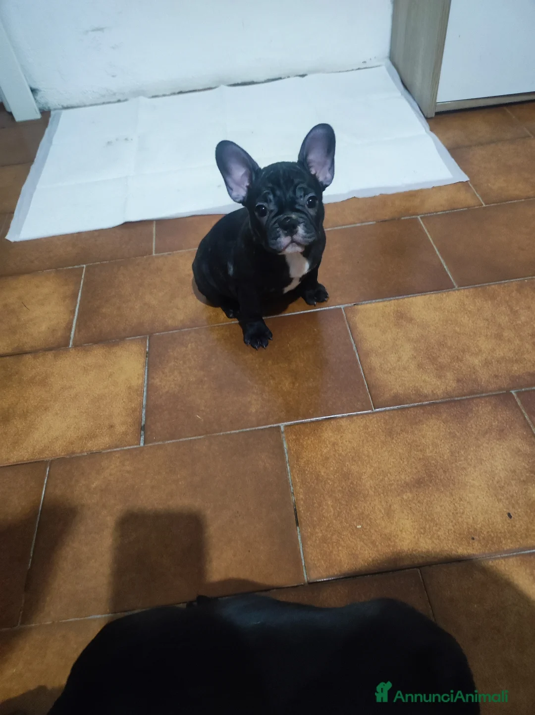 Bulldog Francese cani in vendita: Cuccioli di bulldog francese  - Annuncio 3