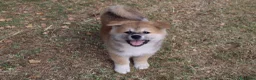 Akita Inu cani in vendita: CUCCIOLI DI AKITA LOMBARDIA - Annuncio 10