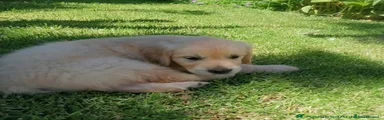 Golden Retriever 4