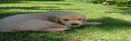 Golden Retriever cani in vendita: Cuccioli di Golden Retriever con Pedegree ENCI  - Annuncio 6