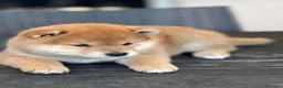 Shiba Inu cani in vendita: Cuccioli di Shiba Inu a Provincia di Frosinone - Annuncio 2