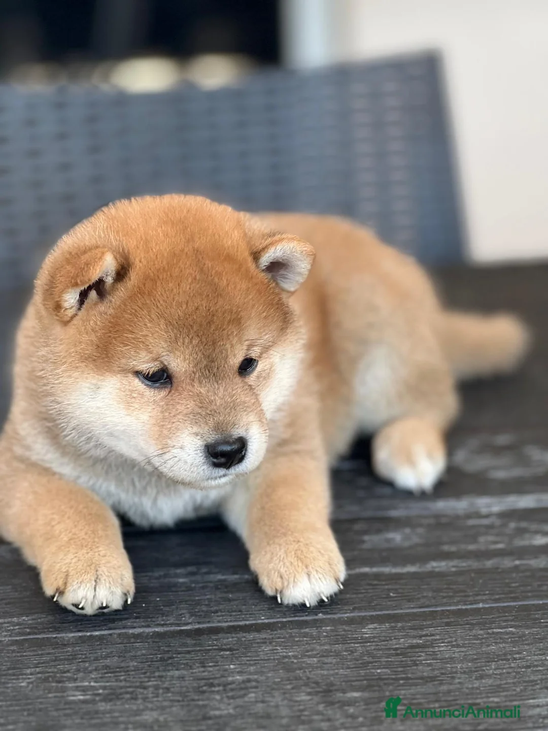 Shiba Inu cani in vendita: Cuccioli di Shiba Inu a Provincia di Frosinone - Annuncio 2