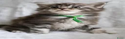 Maine Coon gatti in vendita: Maine coon m/f - Annuncio 2