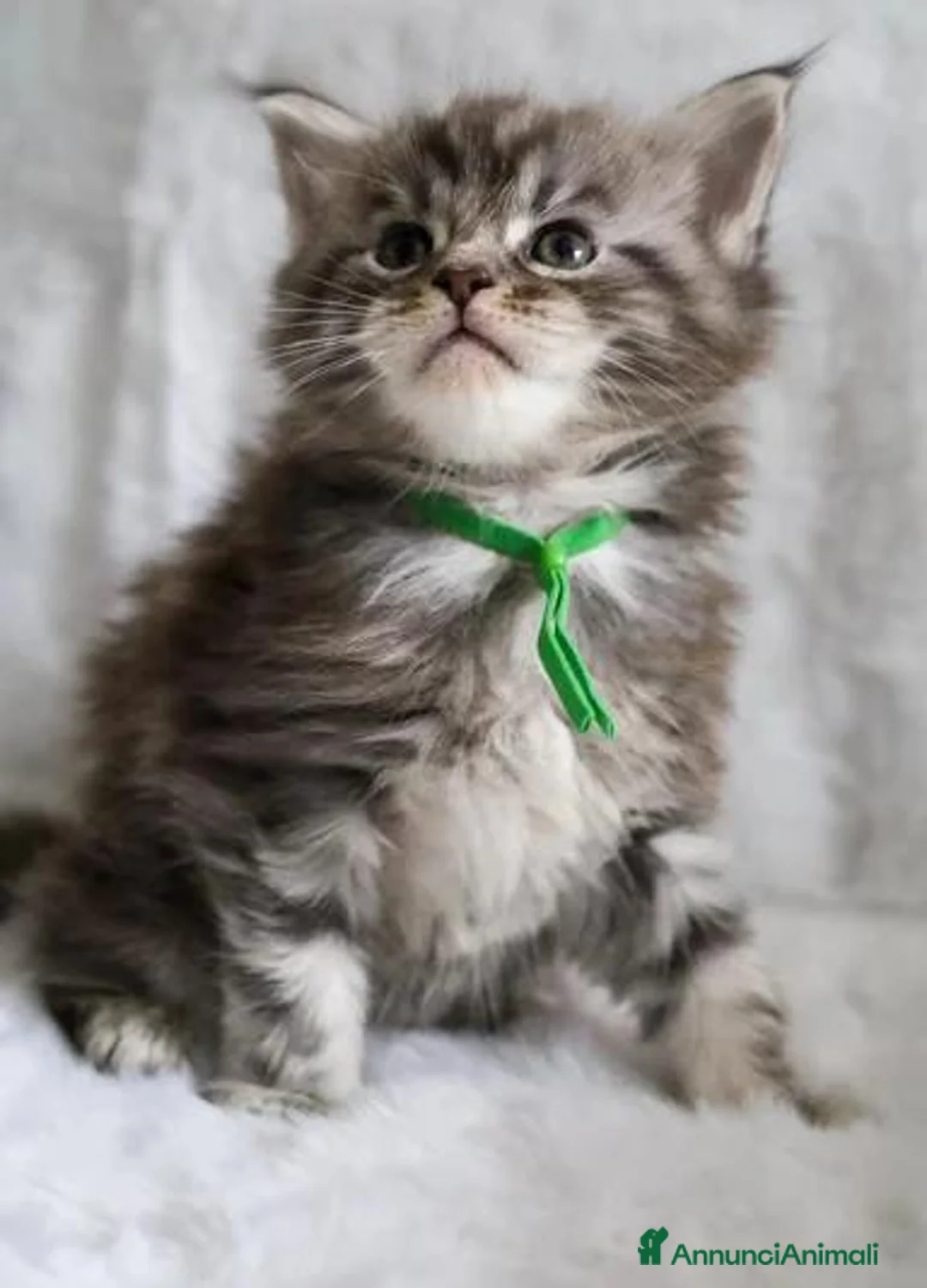Maine Coon gatti in vendita: Maine coon m/f - Annuncio 2