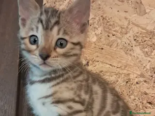 Bengala gatti Cucciolo Bengala snow maschio - Annuncio 3