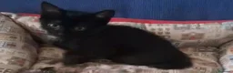 Meticcio gatti in regalo: GATTINI E GATTI MERAVIGLIOSI  a Provincia di Piacenza - Annuncio 6