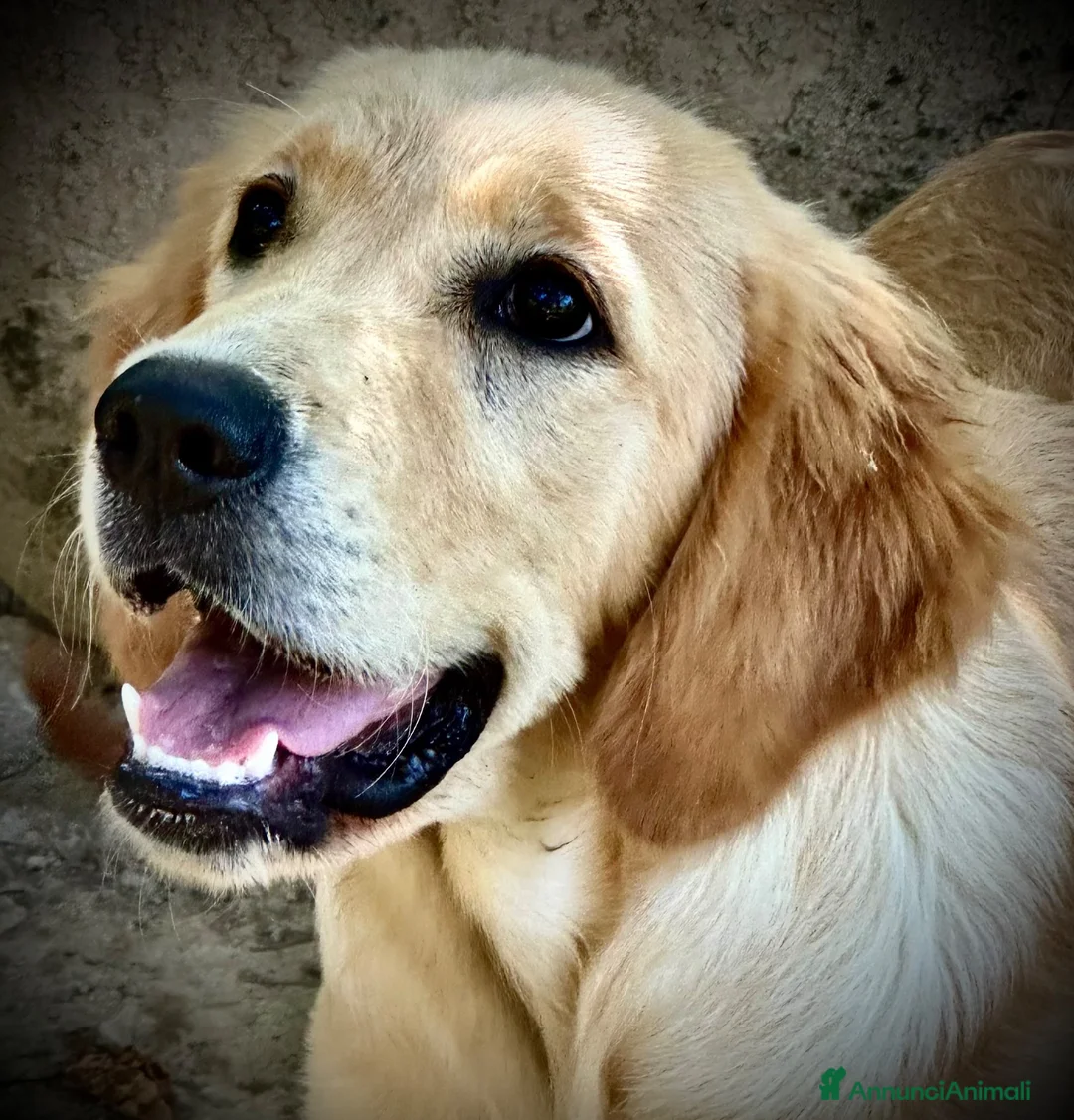 Golden Retriever cani in vendita: Golden Retriever cuccioli - Annuncio 2