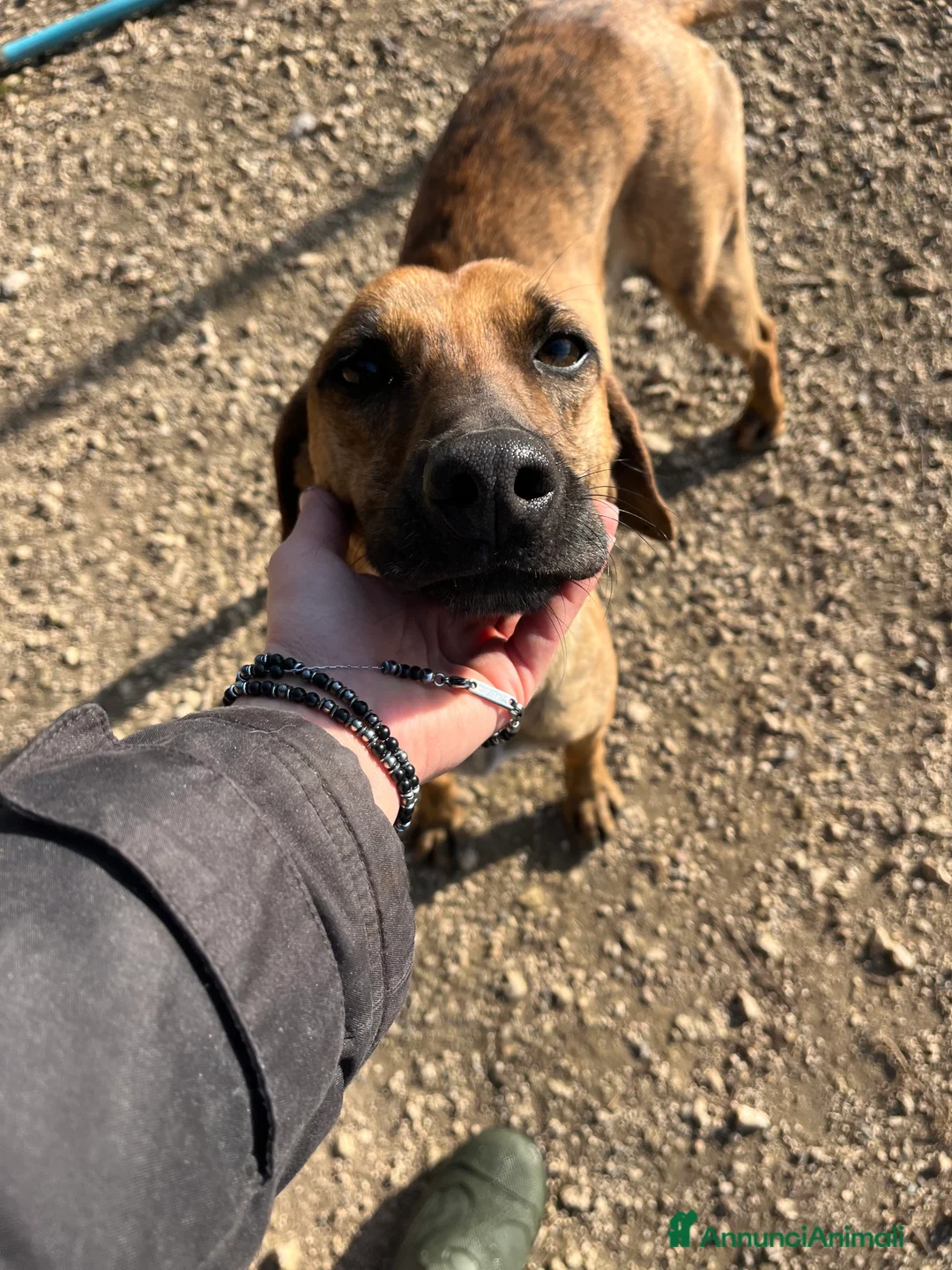 Meticcio cani in regalo: Urbino, uno scricciolo in canile  - Annuncio 4