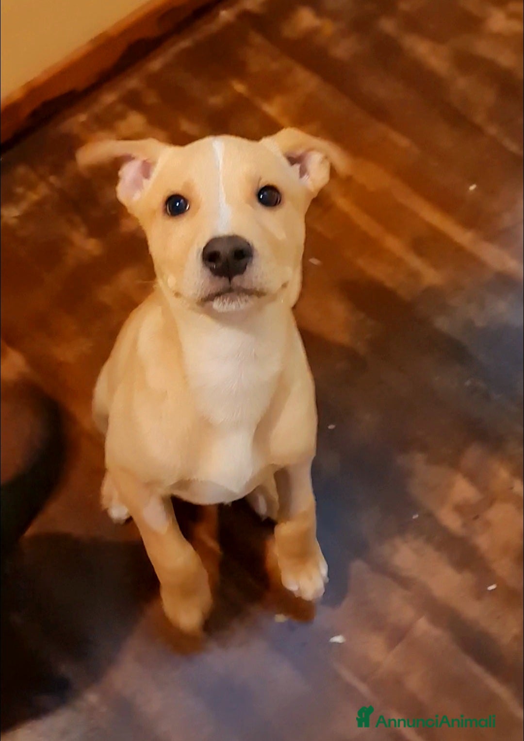 Meticcio cani Peter cucciolo adorabile - Annuncio 20