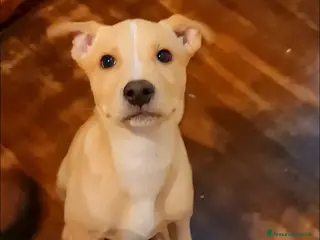 Meticcio cani Peter cucciolo adorabile - Annuncio 20