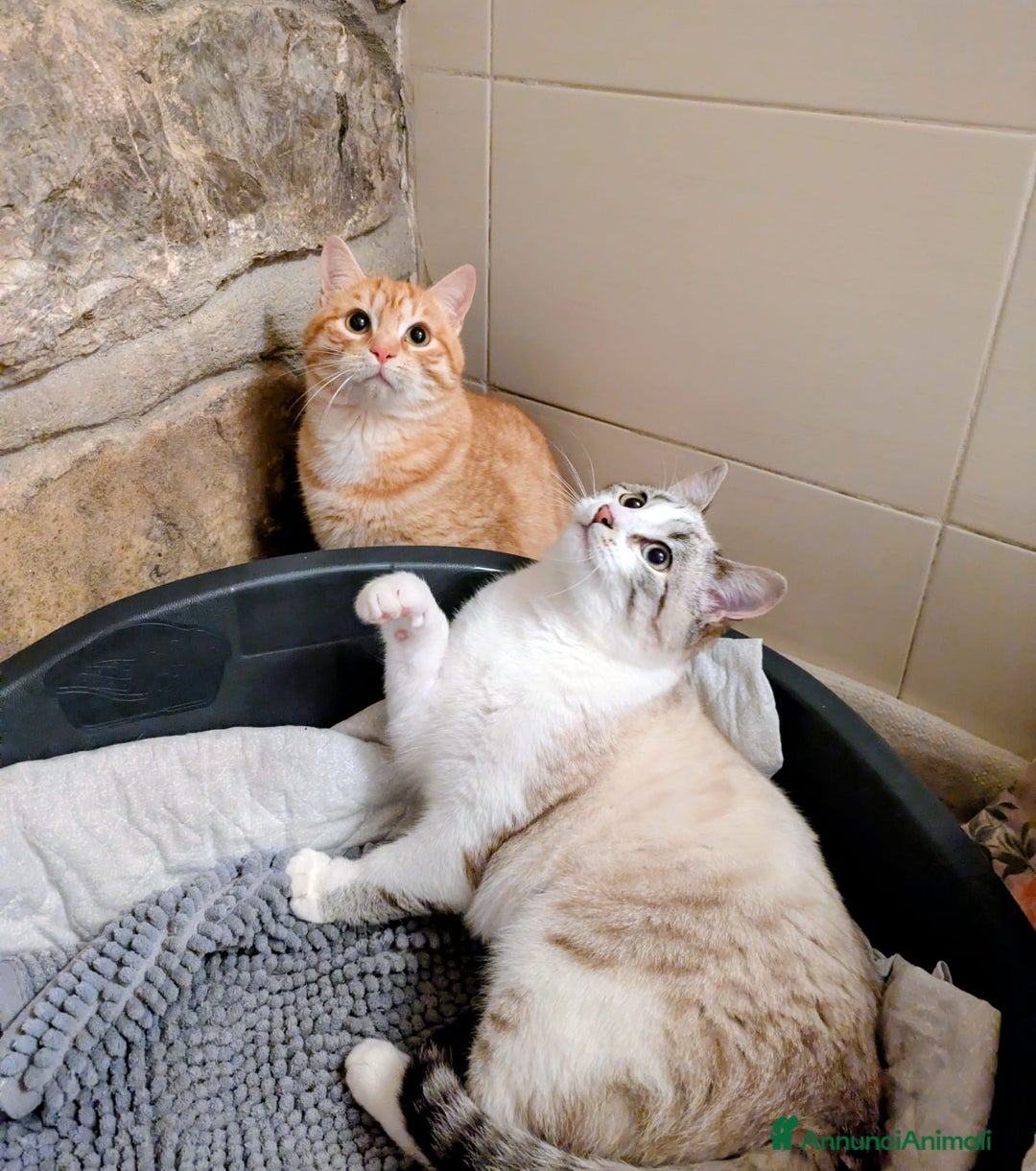 Meticcio gatti in regalo: Spritz e Bailey bellissimi mici giovanotti - Annuncio 1