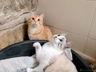 Meticcio gatti Spritz e Bailey bellissimi mici giovanotti - Annuncio 23