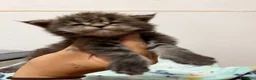 Maine Coon gatti in vendita: Maine coon con pedigree - Annuncio 2