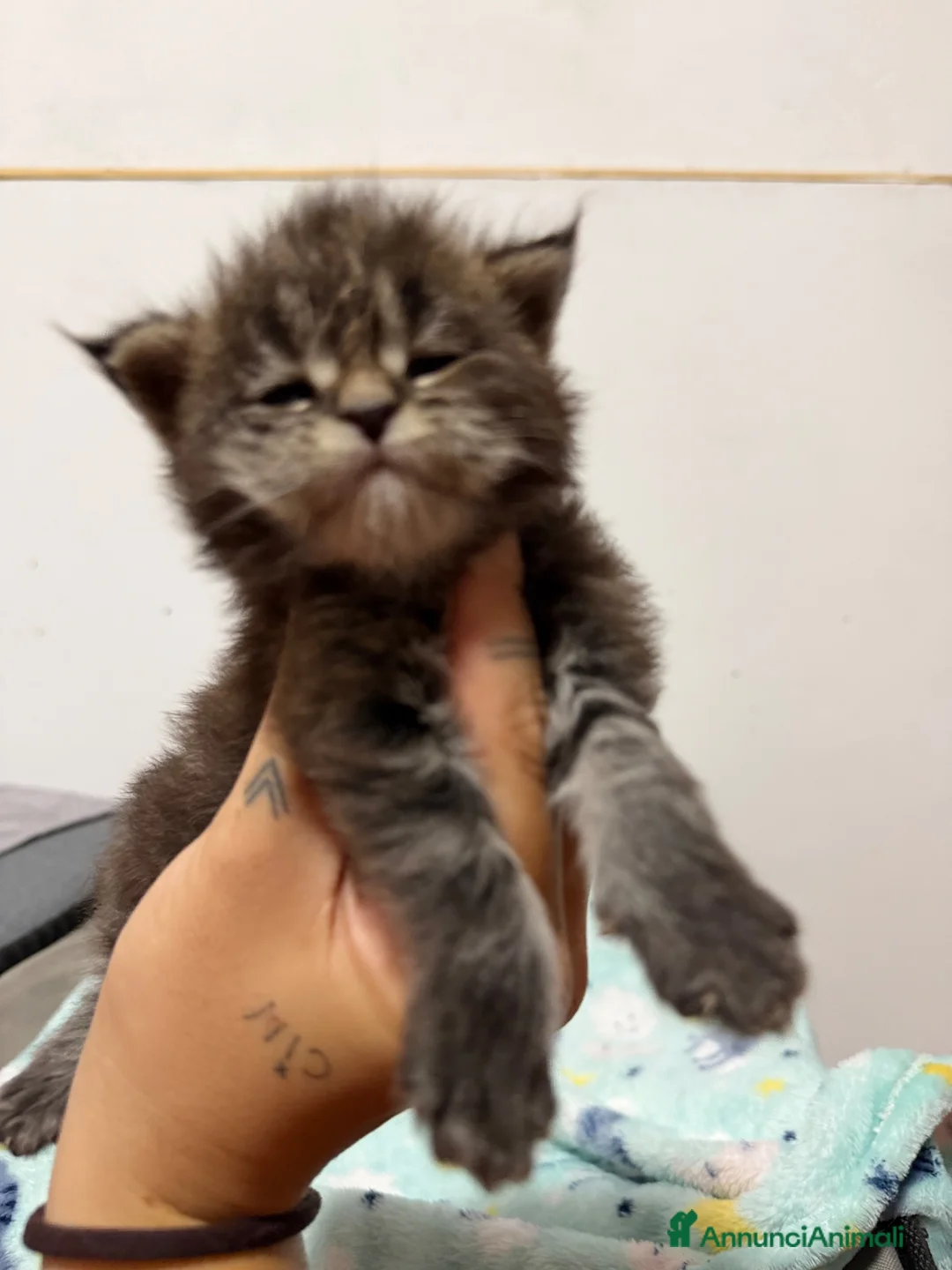 Maine Coon gatti in vendita: Maine coon con pedigree - Annuncio 2