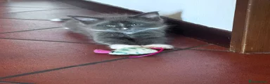 Maine Coon 2