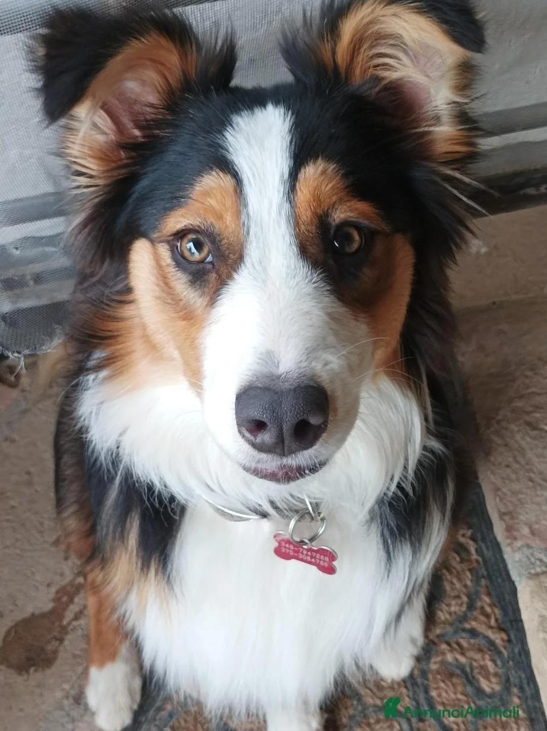 Australian Shepherd cani in vendita: Cucciolata di Pastore Australiano a Provincia di Perugia - Annuncio 1