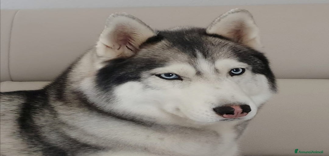 Immagine della galleria {{count}}