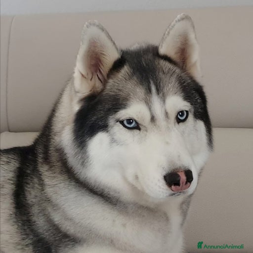 Immagine della galleria {{count}}