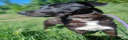 Meticcio cani in regalo: Gustavo adorabile cagnolino a Città Metropolitana di Torino - Annuncio 3