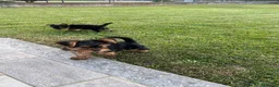 Yorkshire cani in vendita: Cuccioli di Yorkshire  a Provincia di Cuneo - Annuncio 4