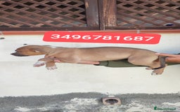 American Bully cani in vendita: AMERICAN BULLY ultime cucciole coccolose - Immagine 5